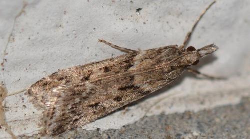 Réf. 353 062 : Eudonia angustea